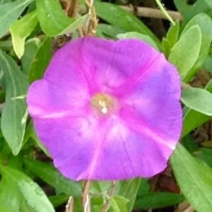 Meet your Posher, Peter